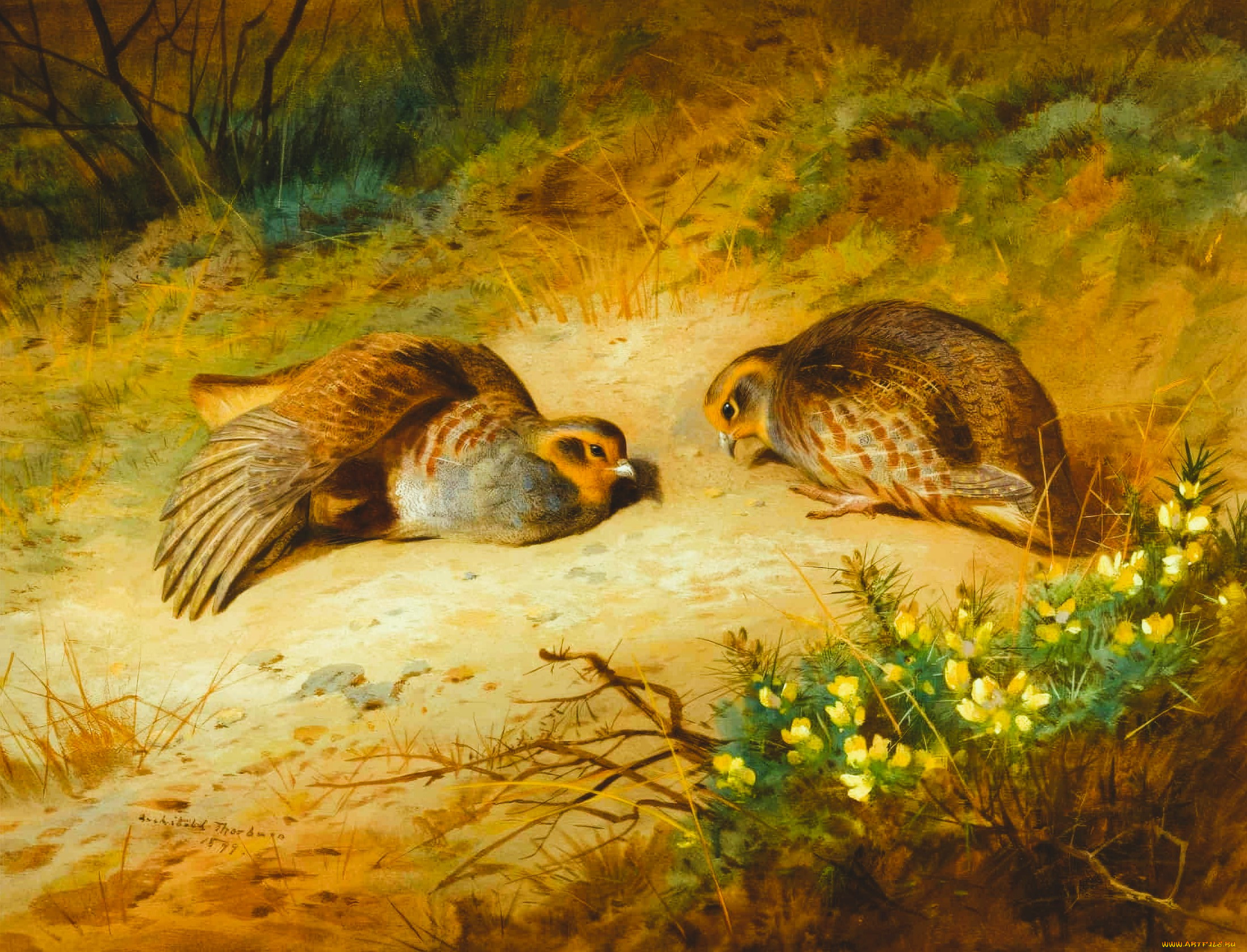 , archibald thorburn, , , 